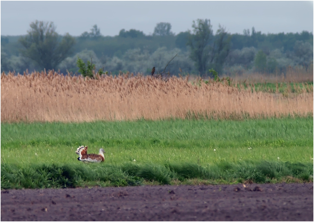 21.4.2010, Nordburgenland