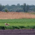 21.4.2010, Nordburgenland