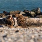 215-20200104 - Helgoland-Düne - _U8A5617-Bearbeitet