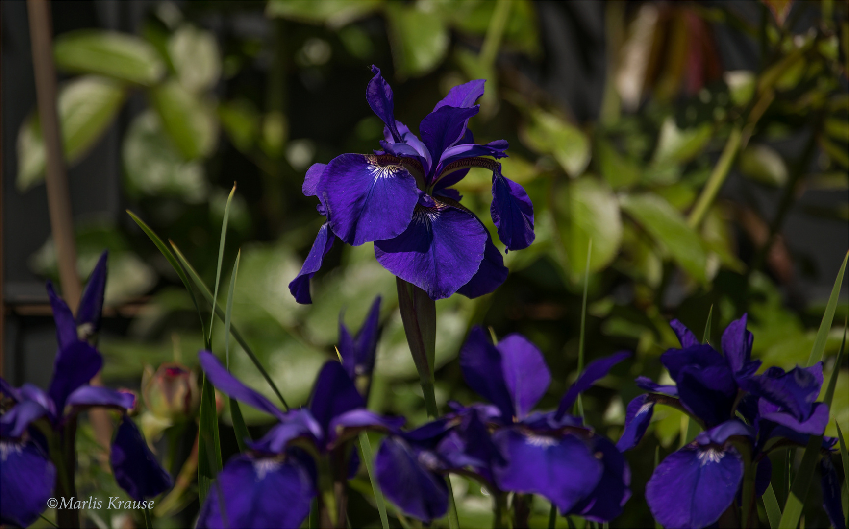 21/52 Die Iris ist aufgeblüht 