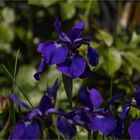 21/52 Die Iris ist aufgeblüht 