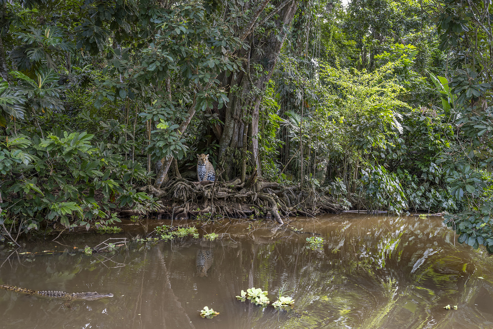 2154UZ Kanufahrt auf Fluss im Dschungel  mit Krokodil und sitzendem Jaguar am Ufer Nicaragua