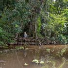 2154UZ Kanufahrt auf Fluss im Dschungel  mit Krokodil und sitzendem Jaguar am Ufer Nicaragua