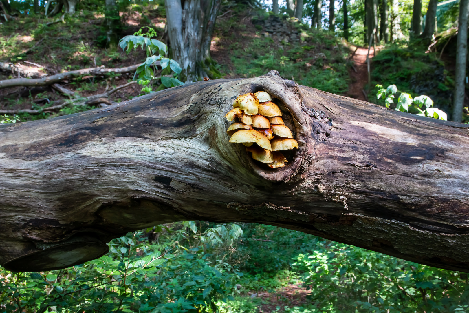 21559 Kunstwerk der Natur am Nerother Kopf