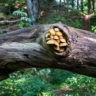 21559 Kunstwerk der Natur am Nerother Kopf