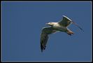 Laridae von igna78-photography