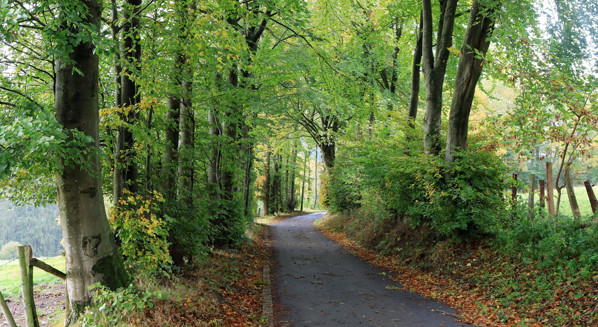 21713 Herbst an der Borngasse