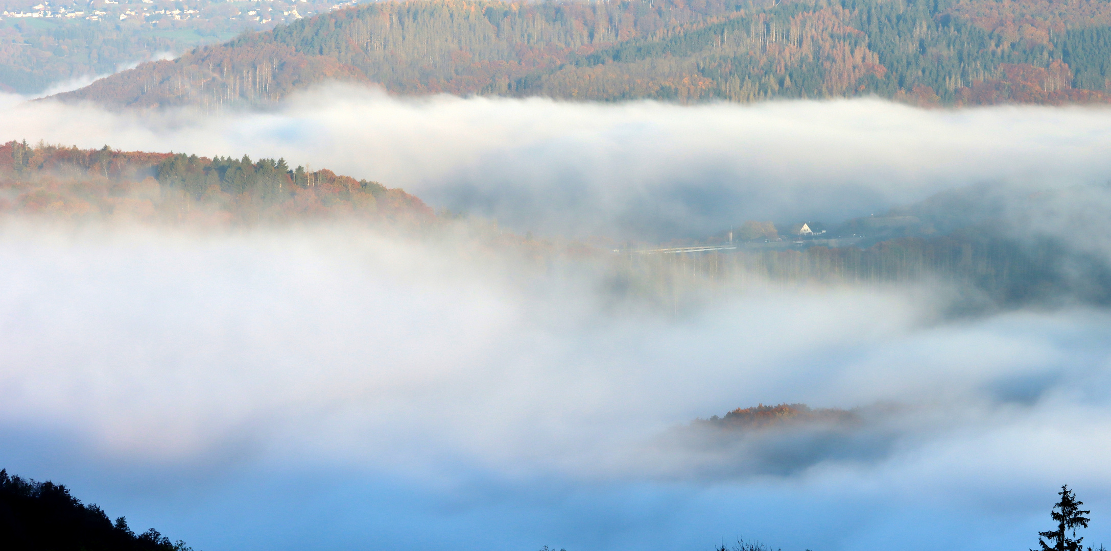 21735 Morgennebel im Nationalpark Eifel