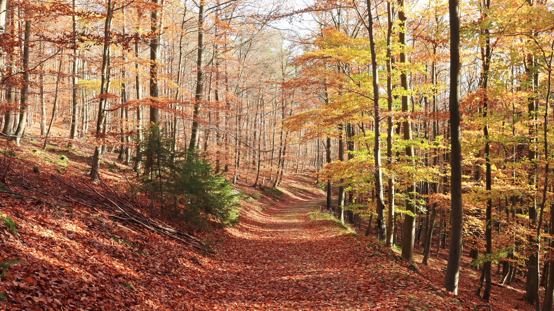 21840 Herbst im Naturschutzgebiet Weidenbachtal