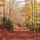 21840 Herbst im Naturschutzgebiet Weidenbachtal