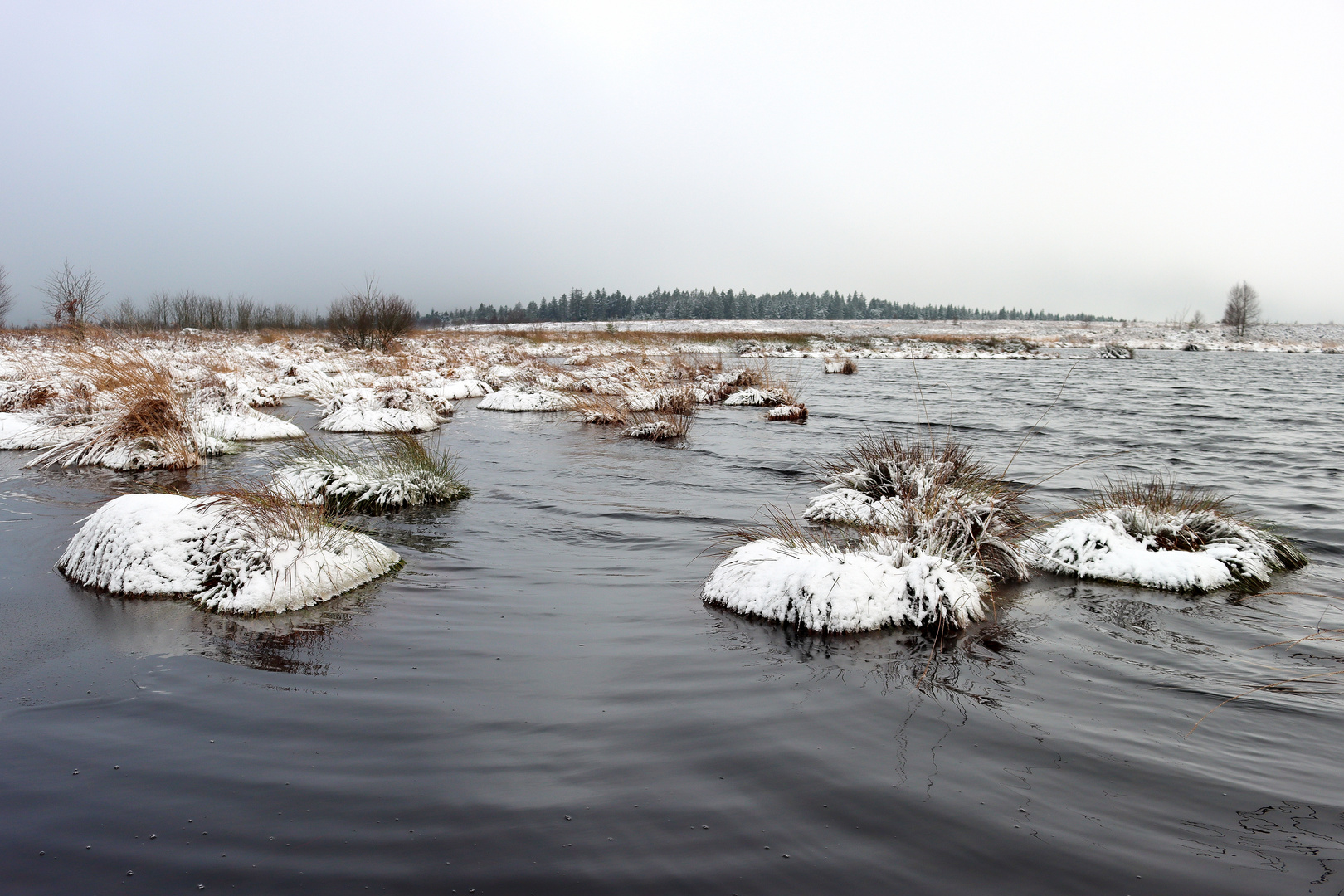 21884 Winter im Königlichen Torfmoor