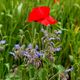 Mohn mit Beifuss