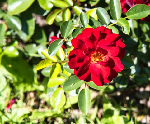 219/365 Rosenname: Trudy Kenny