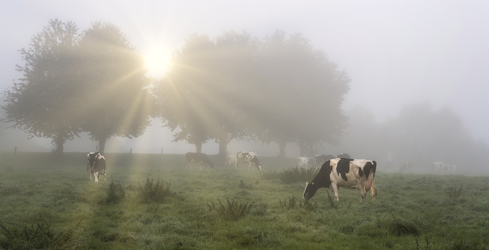 2194TZ Kühe auf Weide Morgennebel Sonnenstrahlen