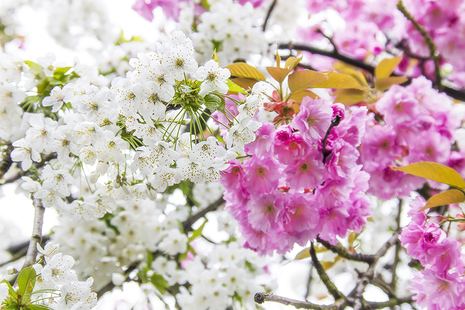 Blüten von Gandos 