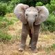 Baby Elephant