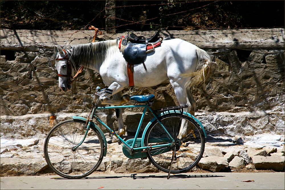 Das Pferd und sein Fahrrad von Heidi Roloff