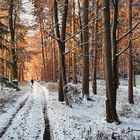 22-01-09-abendstimmung-im-wald