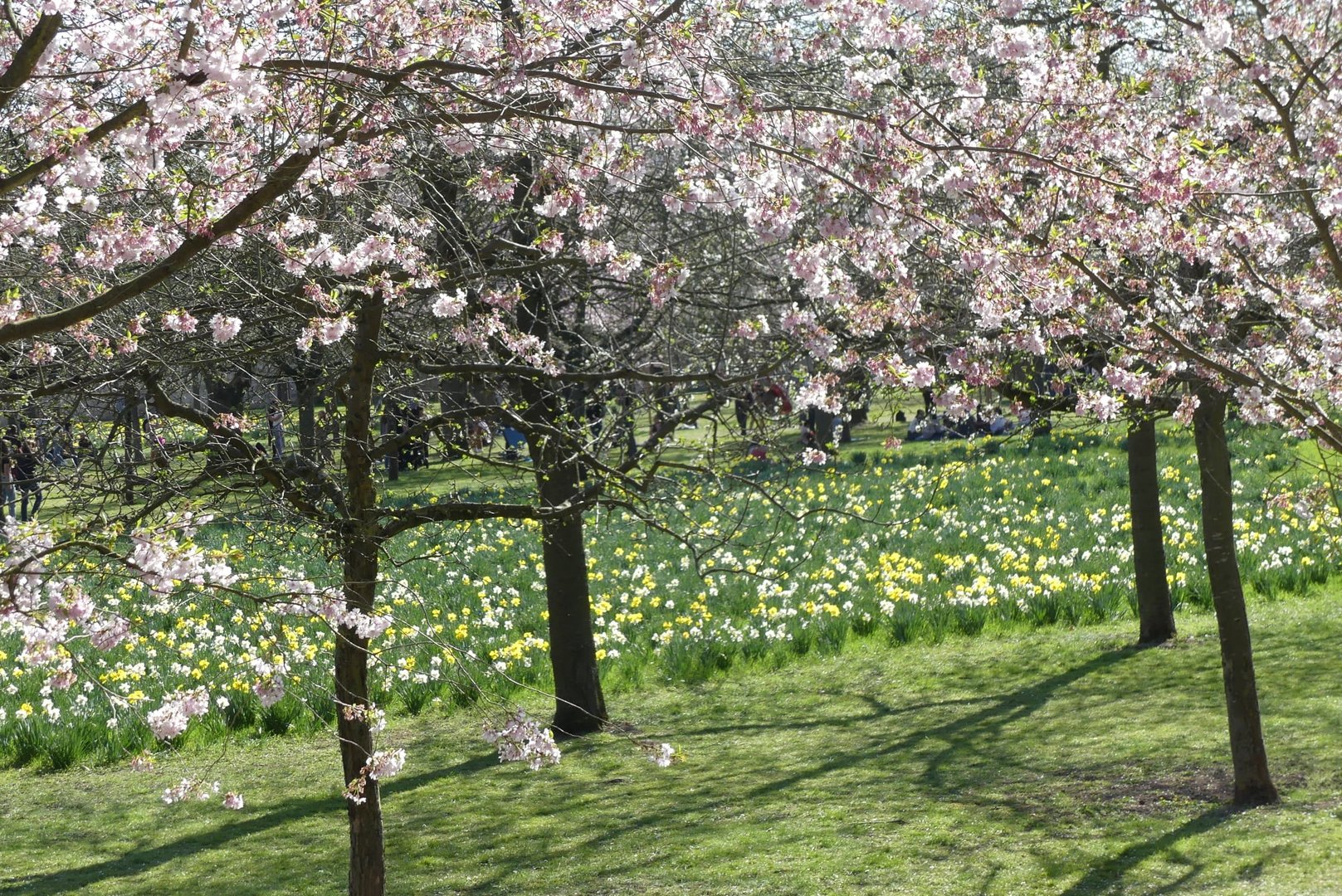 22-03-26, Schwetzinger Schlossgarten, Kirschblüte mit Narzissen