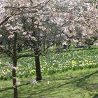 22-03-26, Schwetzinger Schlossgarten, Kirschblüte mit Narzissen