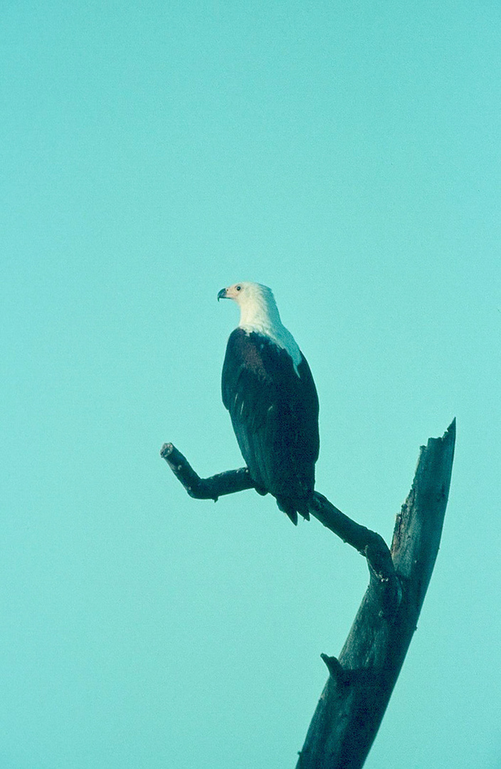 22. 12. 1975   Mein erstes Foto Wildlive in Afrika