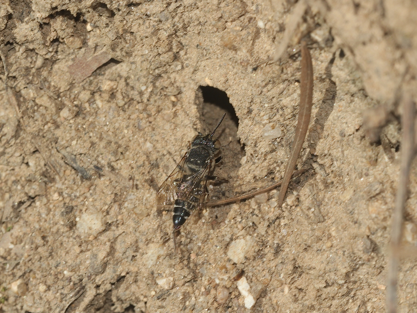 (22) Alte Bekannte: Megachile pilidens und Coelioxys afra