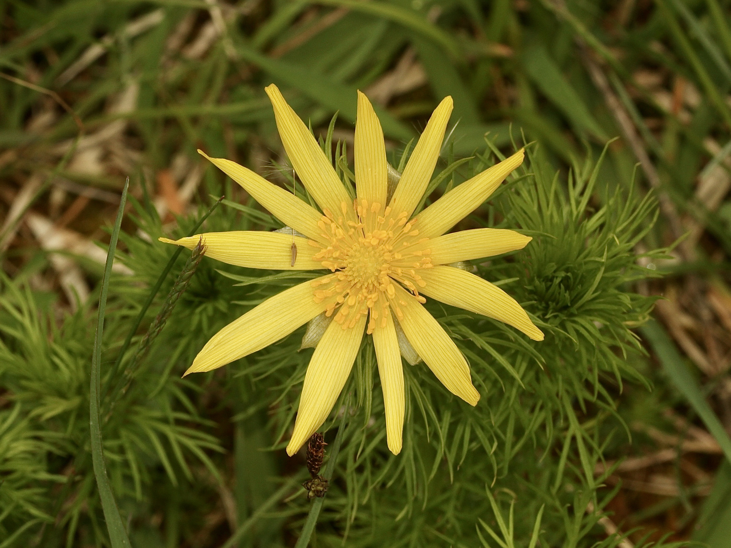 (2/2) (Auflösung des "Vatertagsrätsels" vom 17.5.2023:) FRÜHLINGS-ADONISRÖSCHEN (ADONIS VERNALIS)