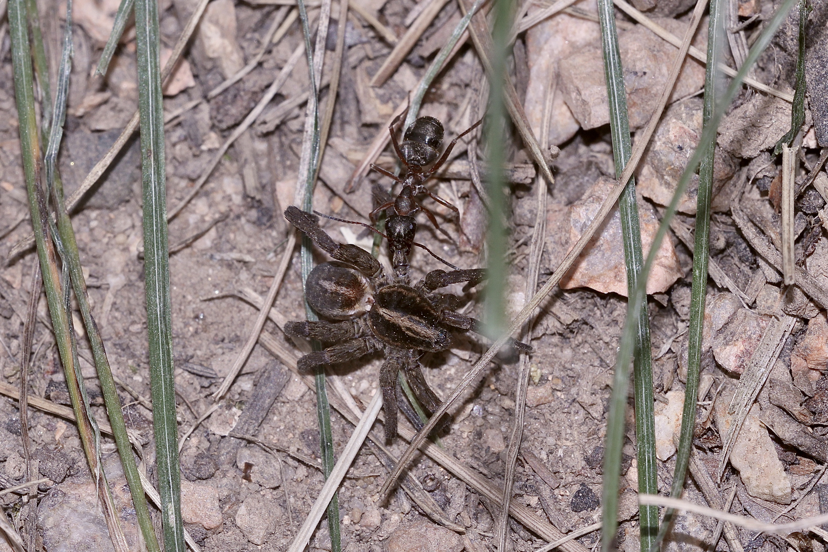 (22) "Beifang" aus der Wildbienenkolonie in Neukappl/Opf., Sommer 2019