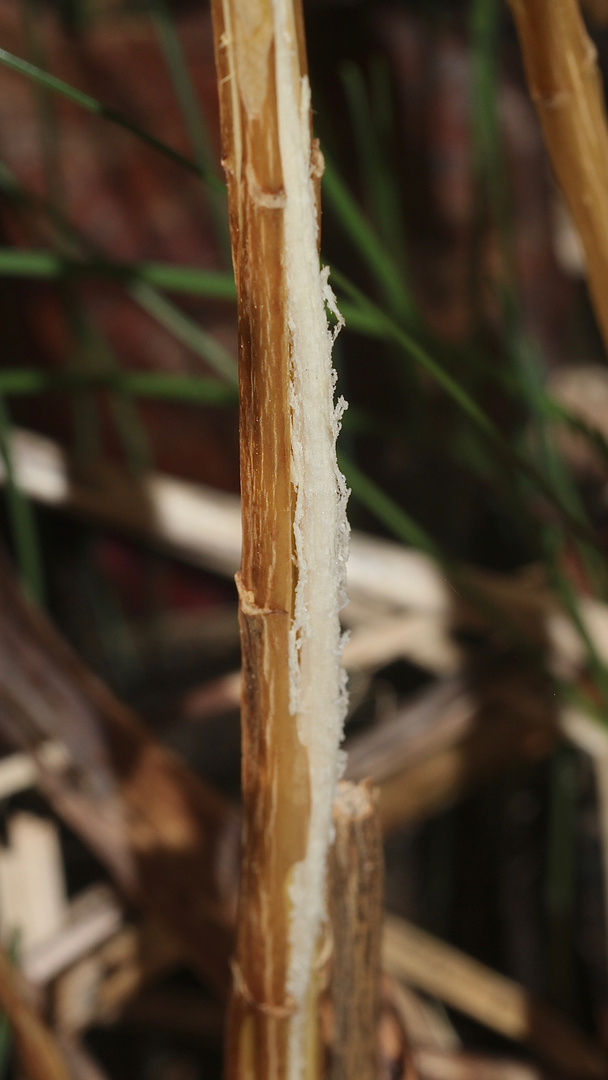 (22) Das seltene BANDEIS (ice ribbons, ein Basikryogen) im Garten !!!