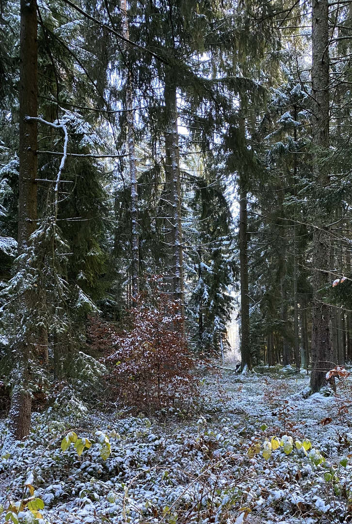 (22) Der erste richtige Schnee diesen Winter - ein wunderschöner Sonntagmorgen-Spaziergang