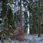 (22) Der erste richtige Schnee diesen Winter - ein wunderschöner Sonntagmorgen-Spaziergang