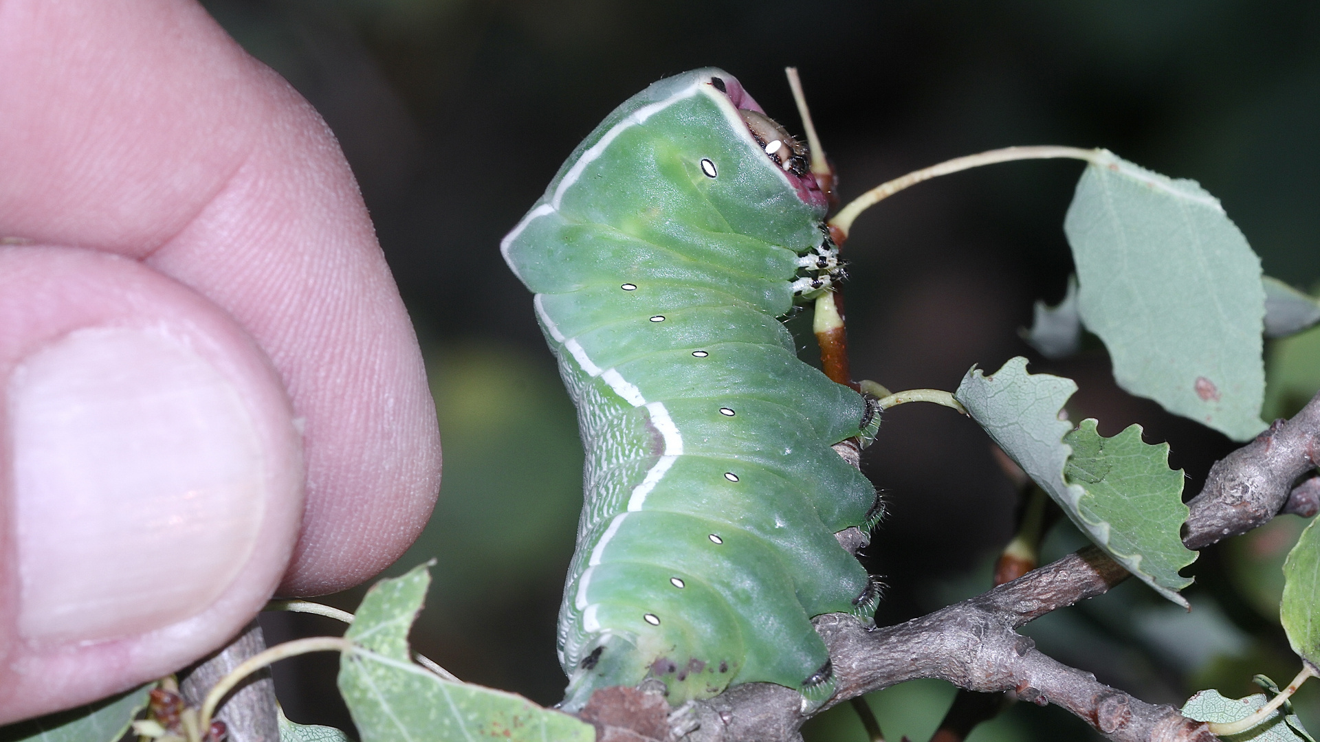 (22) Die Raupe des Großen Gabelschwanzes (Cerura vinula)