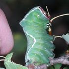 (22) Die Raupe des Großen Gabelschwanzes (Cerura vinula)