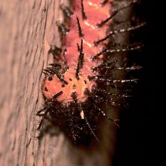 (2/2) Die verpuppungsreife Raupe von Acraea caldarena (Black-tipped Acraea), ...