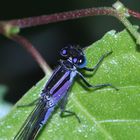 (2/2) Eine der Jugendformen des Weibchens der Großen Pechlibelle (Ischnura elegans)