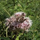 (22) Unterschiedliche Färbungen der Sommerform des Landkärtchens (Araschnia levana f. prorsa)