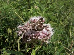 (22) Unterschiedliche Färbungen der Sommerform des Landkärtchens (Araschnia levana f. prorsa)