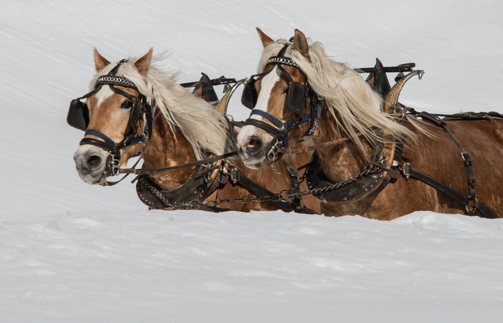 22 Zwei Blondinen im Schnee 22