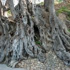2200 year old tree