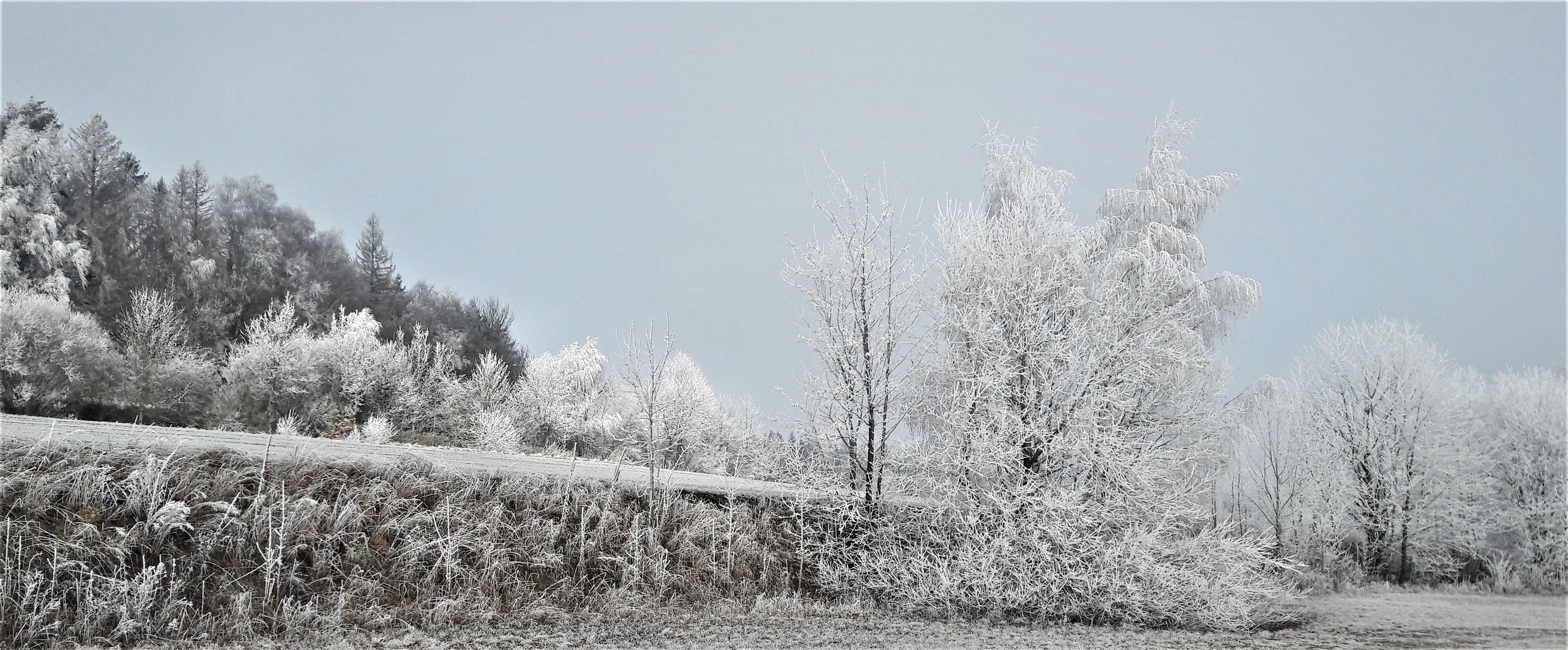 22.01.2020  Wildes Weiß am Waldrand