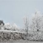 22.01.2020  Wildes Weiß am Waldrand