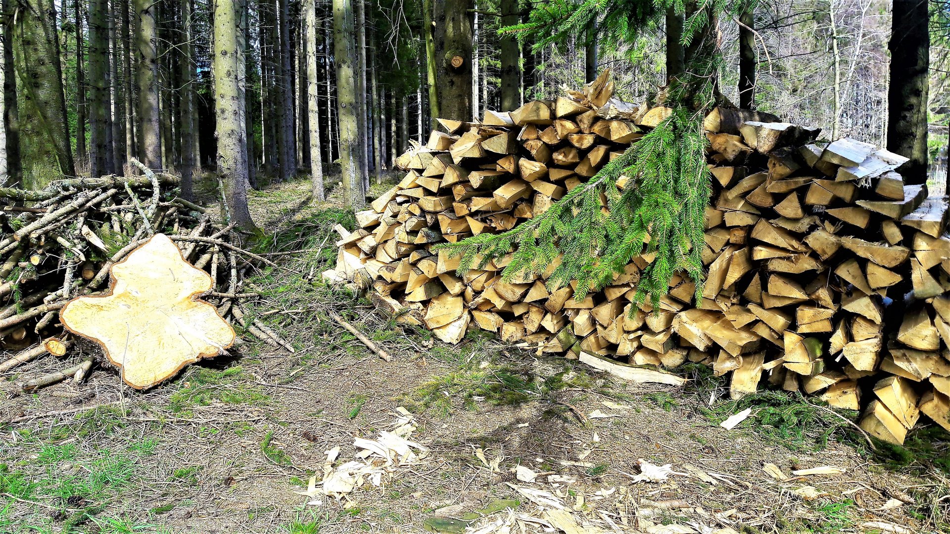 22.03.2020  Im Wald gesägte Holzscheite