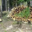 22.03.2020  Im Wald gesägte Holzscheite