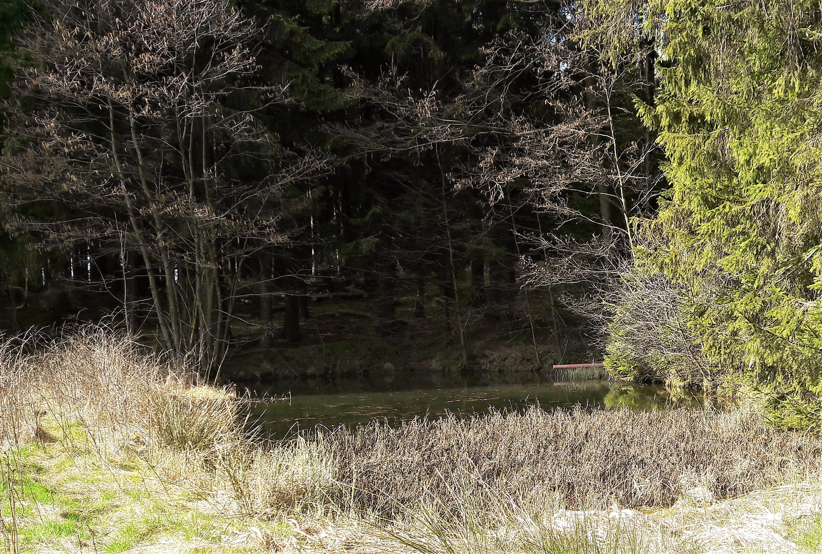 22.03.2020 Waldrandteich im Licht und Schatten