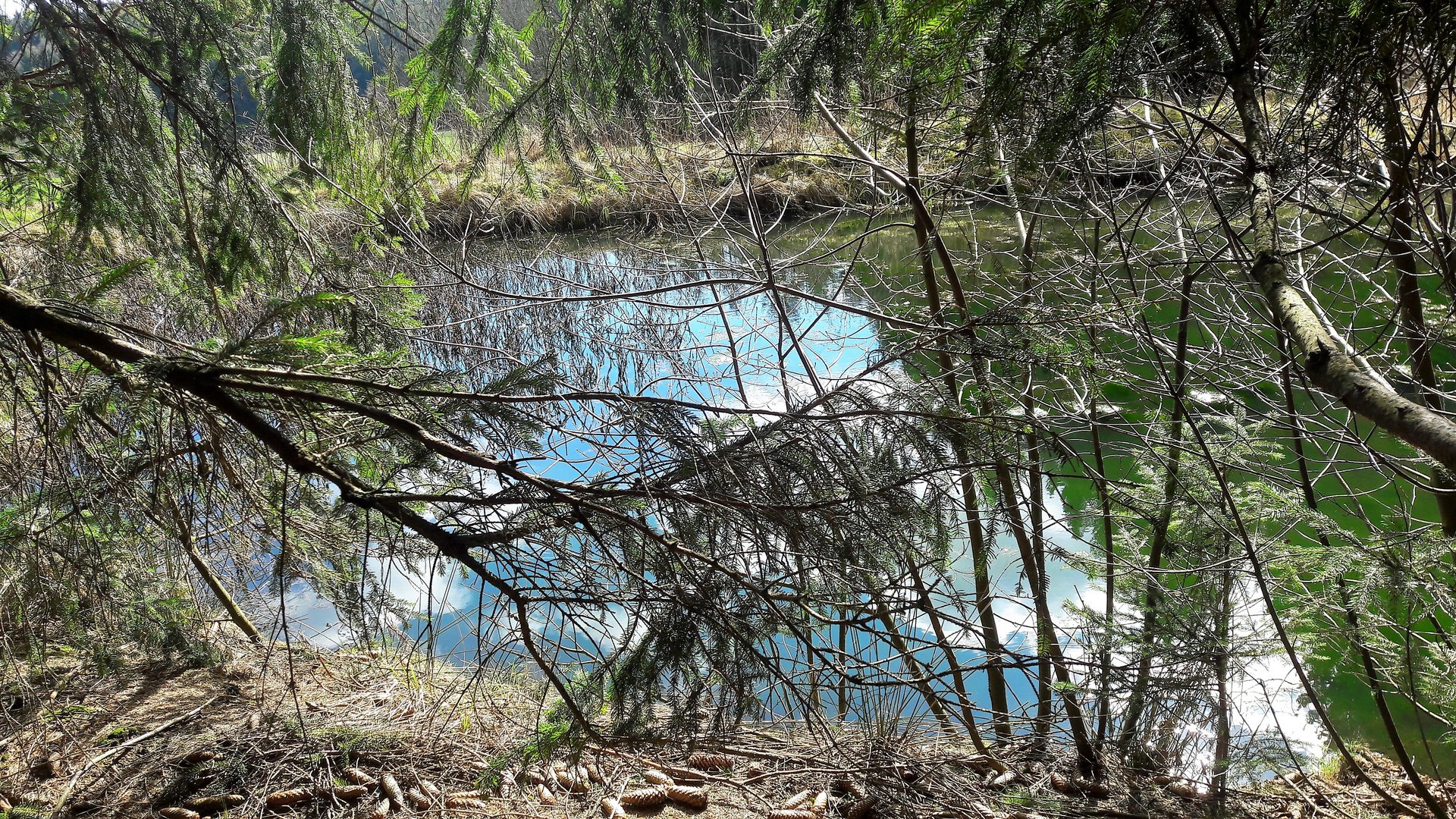 22.03.2020 Waldteich Spiegeltag