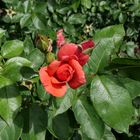 220626-rote Rose