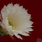 22_07_2016 cactus 61