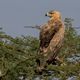 Tawny Eagle