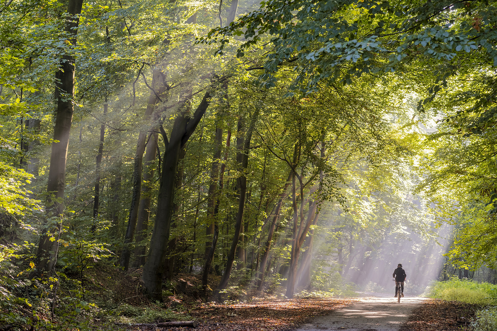 2208SC Waldweg Herbst Nebel Radfahrer