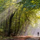 2208SC Waldweg Herbst Nebel Radfahrer